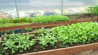 Salad growing in raised beds