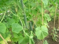Cucumbers on the vine