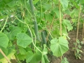 Cucumbers on the vine