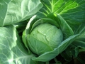 A perfect hearty cabbage